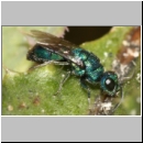 Trichrysis cyanea - Goldwespe 02f 7mm.jpg